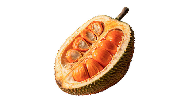 Halved fresh ripe exotic cempedak fruit jackfruit isolated on transparent background.
