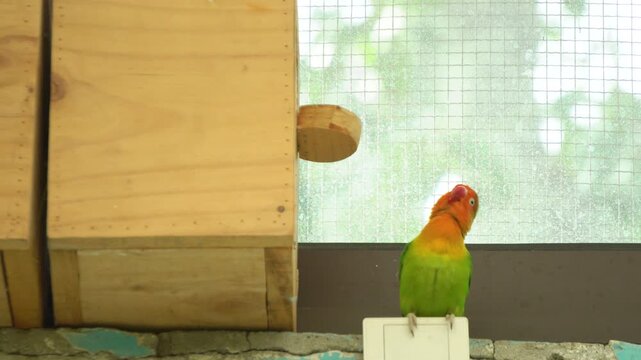 Colorful Lovebird Perched Inside Wooden Aviary with Nesting Box