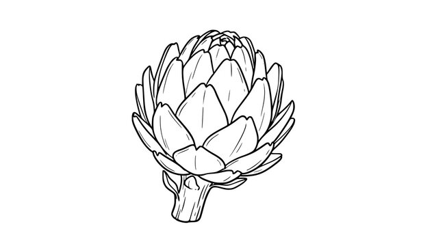 Hand Drawn Artichoke Outline Vector Illustration Food Doodle Icon