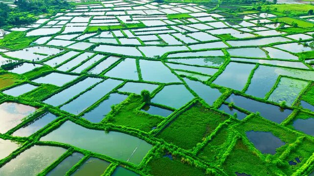 Aerial high angle view of rectangular fish ponds surrounded by vibrant green grass embankments under bright natural daylight.