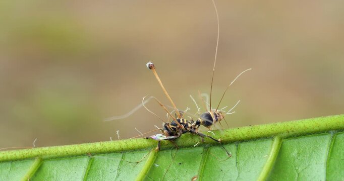 Cordyceps fungus (Ophiocordyceps sp) infecting a wasp. In montane rainforest, Narupayacu, 1,200m elevation, Napo province, the Ecuadorian Amazon.