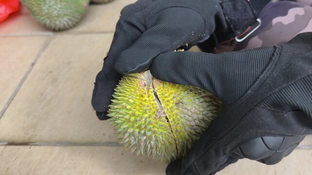 A person demonstrates the proper method to open a fresh durian. Using a sharp machete knife, they skillfully split the spiky husk. The rich yellow fruit pulp is neatly exposed.
