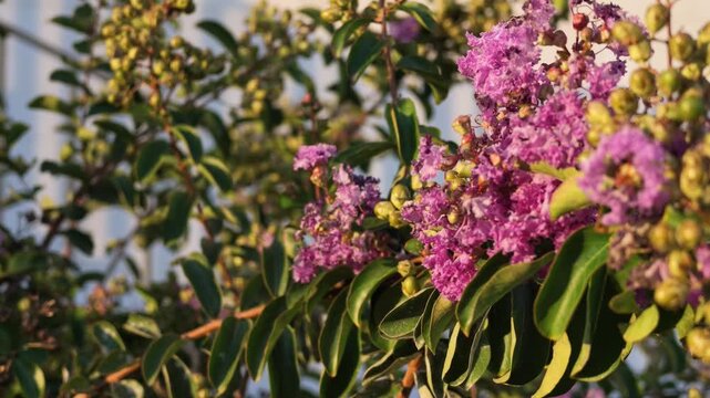 Video of a blooming Lagerstroemia indica (crape myrtle) with clusters of vivid pink flowers, elongated green leaves and numerous round seed capsules