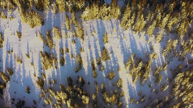High snowy mountain covered with evergreen fir trees on a sunny cold day