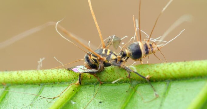 Cordyceps fungus (Ophiocordyceps sp) infecting a wasp. In montane rainforest, Narupayacu, 1,200m elevation, Napo province, the Ecuadorian Amazon.
