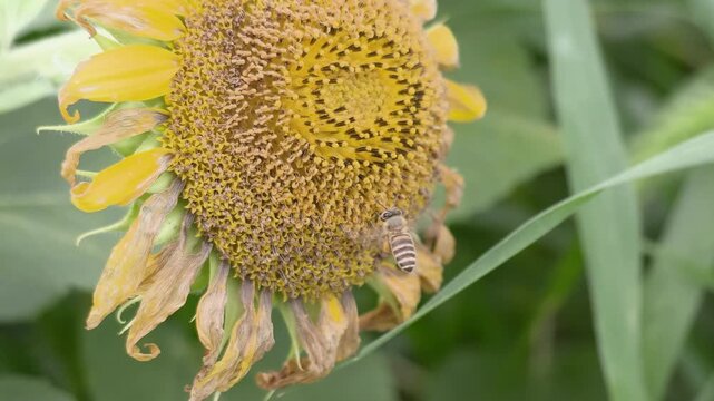 Worker bee collecting nectar from a sunflower in summer, Slow motion