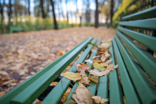 Close view of green wooden bench covered with yellow and brown leaves in Summer Garden, Saint Petersburg. Fallen foliage carpets pathways beneath trees during late autumn seasonal change in Russia.