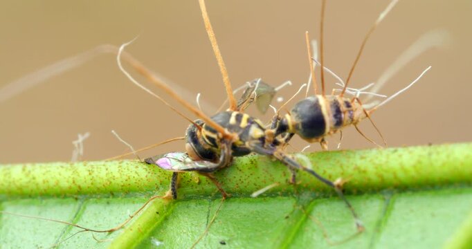 Cordyceps fungus (Ophiocordyceps sp) infecting a wasp. In montane rainforest, Narupayacu, 1,200m elevation, Napo province, the Ecuadorian Amazon.