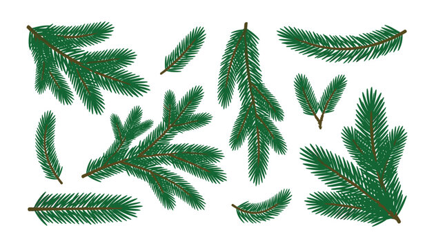 Christmas pine tree branch vector illustration set featuring green fir twigs and spruce foliage elements for winter holiday design.