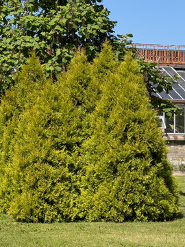 Golden thuja or Thuja occidentalis