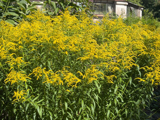 Canadian goldenrod or Solidago canadensis 