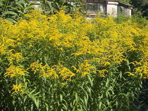 Canadian goldenrod or Solidago canadensis 