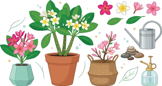 Tropical Plumeria Frangipani Potted Plant Vector Illustration Set with Blooming Flowers, Leaves, Watering Can, Glass Spray Bottle, and Spa Stone Elements