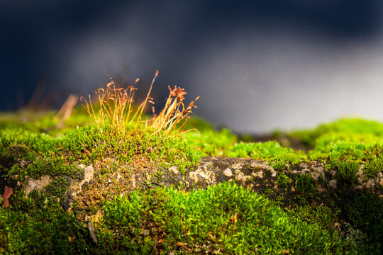 Green moss isolated on a black background.