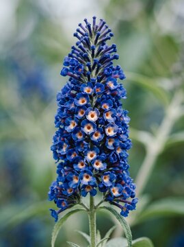 Stunning blue buddleja flower spike with detailed tiny blossoms against a soft, green background