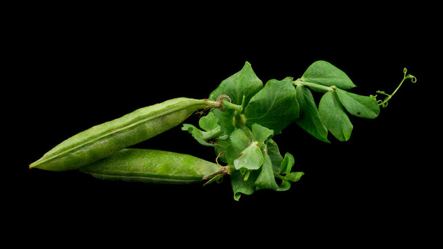 Green peas isolated on a black background.