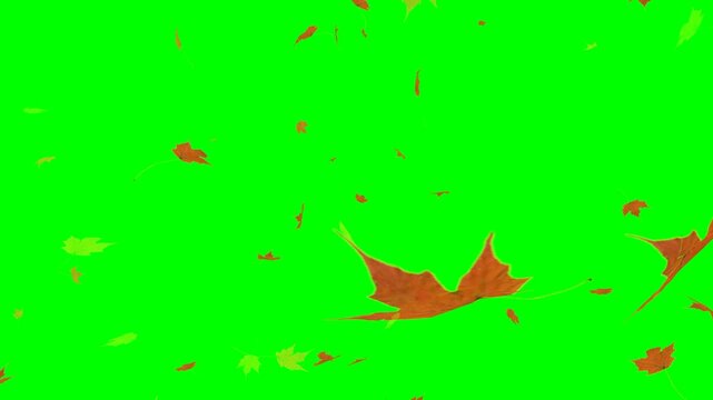 Autumn Maple Leaves Falling on Green Screen Chroma Key