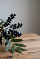 Obraz premium Organic nutrition and superfood concept, fresh dark berries on a branch with green leaves resting on a rustic wooden table in a minimalist home interior