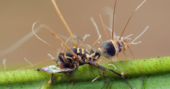 Cordyceps fungus (Ophiocordyceps sp) infecting a wasp. In montane rainforest, Narupayacu, 1,200m elevation, Napo province, the Ecuadorian Amazon.
