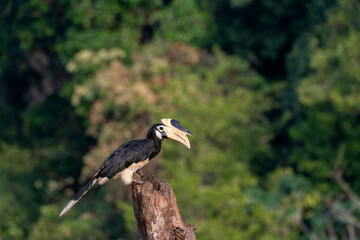 Malabar Pied Hornbill (Anthracoceros coronatus) Perched Gracefully on a Horizontal Tree Branch with Large Ivory-Colored Horned Casque and Distinctive Black and White Plumage Against a Soft Blurred For © Chaithanya