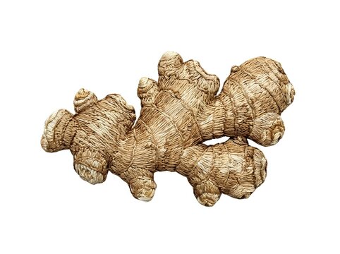 Fresh ginger root with textured skin isolated on white background