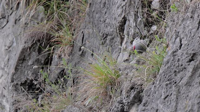 At rest on mountain wall, the beautiful wallcreeper (Tichodroma muraria) 