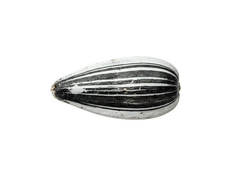Whole zucchini with dark green skin and white striping, isolated on white background