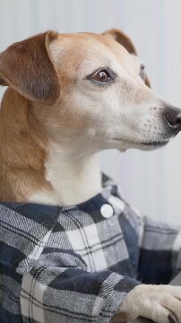 Cute Brown and White Dog Wearing a Gray Plaid Shirt While Sitting at a Table, Close Up Portrait of a Dressed Pet Looking to the Side with Paws Resting on the Table in a Bright Home Interior