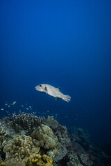 Large starry pufferfish swimming freely above coral reef in deep blue ocean. © PIPE DIVE UNDERWATER