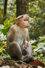 monkey  anianimal, macaque, wild, mammal, fur, face, asia, animals, care, look, brown, tropical, jungle, love, child, mother, green, family, zoo, nature, baby, wildlife © hp 