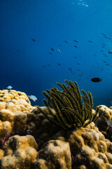Vibrant yellow tipped feather star crinoid perched on porites coral on tropical reef. © PIPE DIVE UNDERWATER