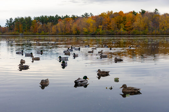 Flock of mallard ducks swimming on calm water in autumn. Mud Lake in fall season in Ottawa, Canada