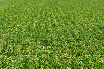 Fototapeta premium Lush Rice Field with Ripening Grain in Rural Japan