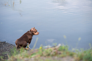 High-quality professional stock photography showcasing domestic animal welfare, deep pet emotional behavior, and scenic water environment exploration under natural daylight   © alan