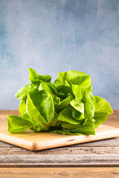 Raw Green Organic Butterhead Lettuce Ready to Eat
