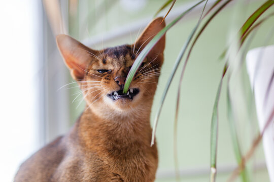 Funny Abyssinian cat chewing on leaf of houseplant dracaena. Humorous capture of curious cat interacting with indoor plants. Destructive nature of domestic pets, health hazard.
