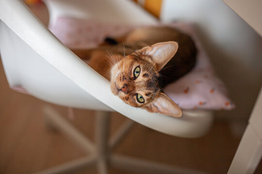 Abyssinian cat resting on office chair at workspace.Pet "taking over" owner's desk area. Remote work, pet companionship, domestic comfort.