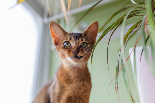 Abyssinian cat chewing on toxic Dracaena houseplant leaf. Dangers of common household plants for pets, toxic greenery, poisoning and health complications in domestic animals.