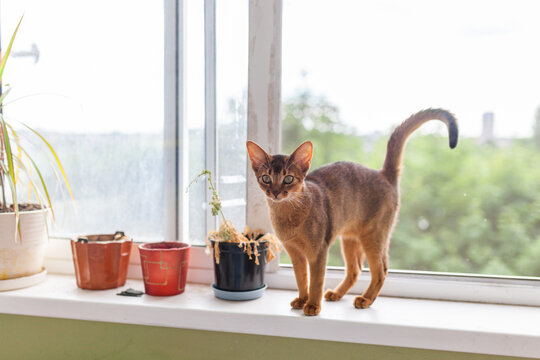 Abyssinian cat standing on balcony windowsill. Pet safety, domestic life, natural curiosity of cats, need for window screens or security measures to prevent falls and accidents.
