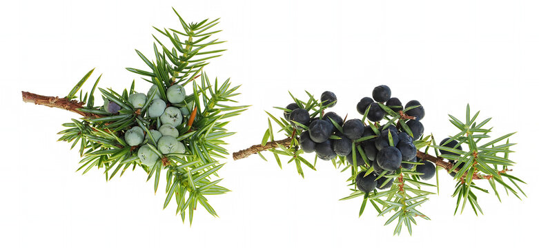 Sprig of wild common juniper (Juniperus communis) with unripe and ripe berries, isolated on white background