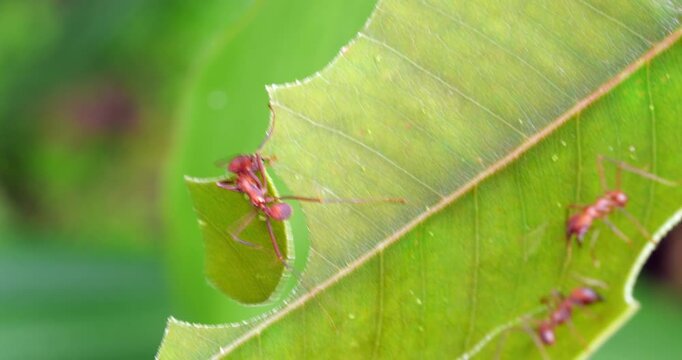 Leaf cutter ants (Atta sp.) cutting leaves .In the rainforest understory, Napo province, Ecuador. The leaf sections are carried back to the nest and used to grow a fungus upon which the ants feed.
