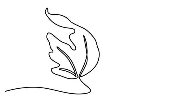 Abstract Maple Leaf . Self drawing animation one continuous line draw, logo,  Full length one line animation 4k video