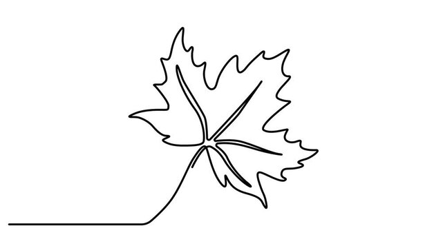 Abstract Maple Leaf . Self drawing animation one continuous line draw, logo,  Full length one line animation 4k video