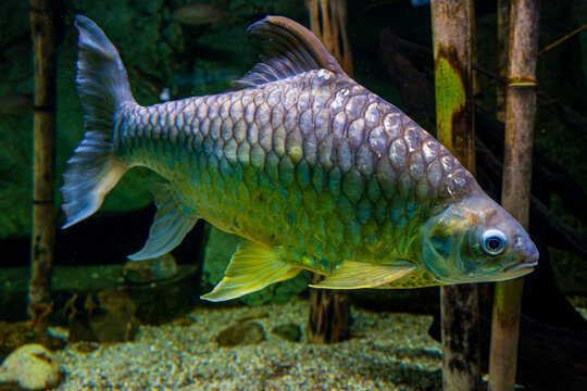 Large silver freshwater fish swimming in an aquarium with reflective scales, broad fins and dark naturalistic background