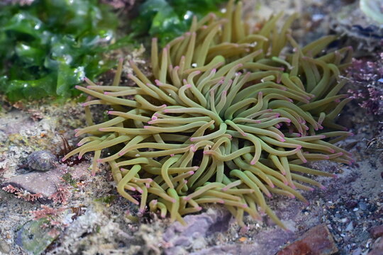 An&eacute;mone de Mer Verte