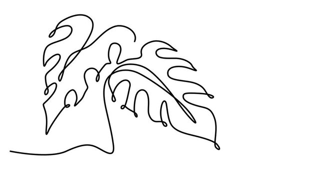 Monstera leaf line style animation. Animated continuous one line drawing tropical leaf. Full length one line animation 4k video