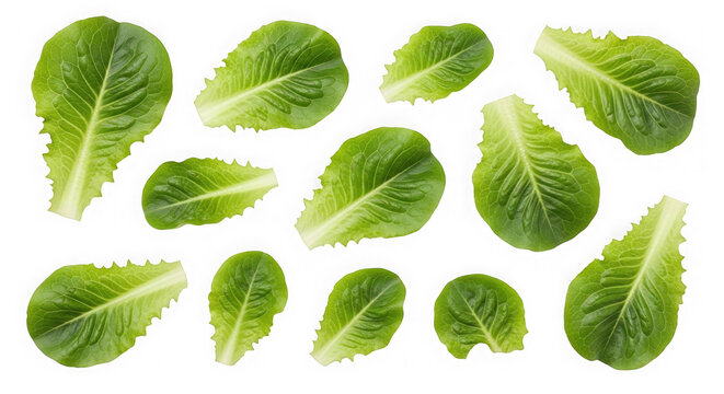 Collection of fresh green romaine lettuce leaves isolated on transparent background