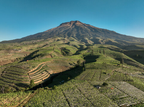 Aerial view of Glapansari Tobacco Plantation with lush green terraced fields on the mountain slopes under a clear blue sky in Parakan, Central Java, Indonesia.