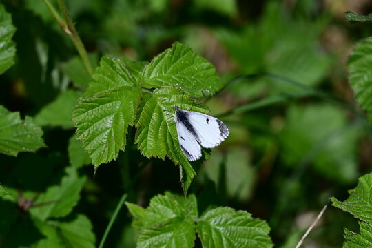 Papillon Aurore