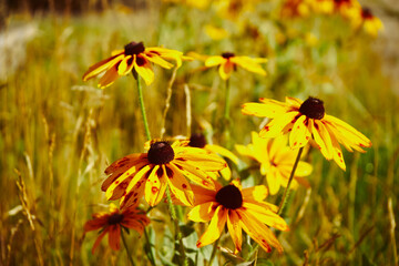 rudbekia dwukolorowa, rudbekia owłosiona, Rudbeckia L. © Marcin Łazarczyk